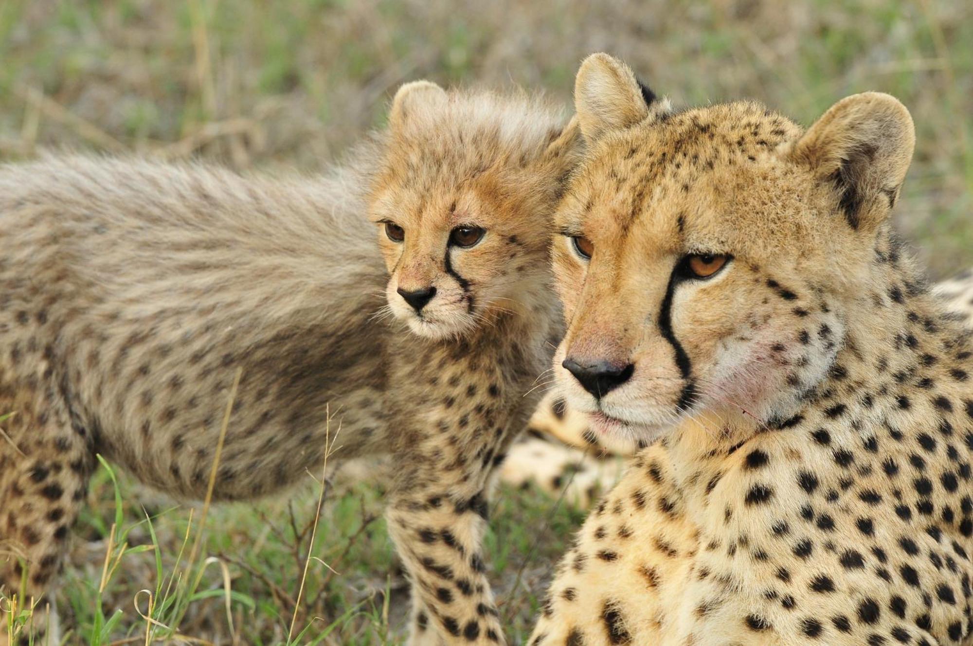 Inyati Game Lodge Reserva de caza Sabi Sand Exterior foto