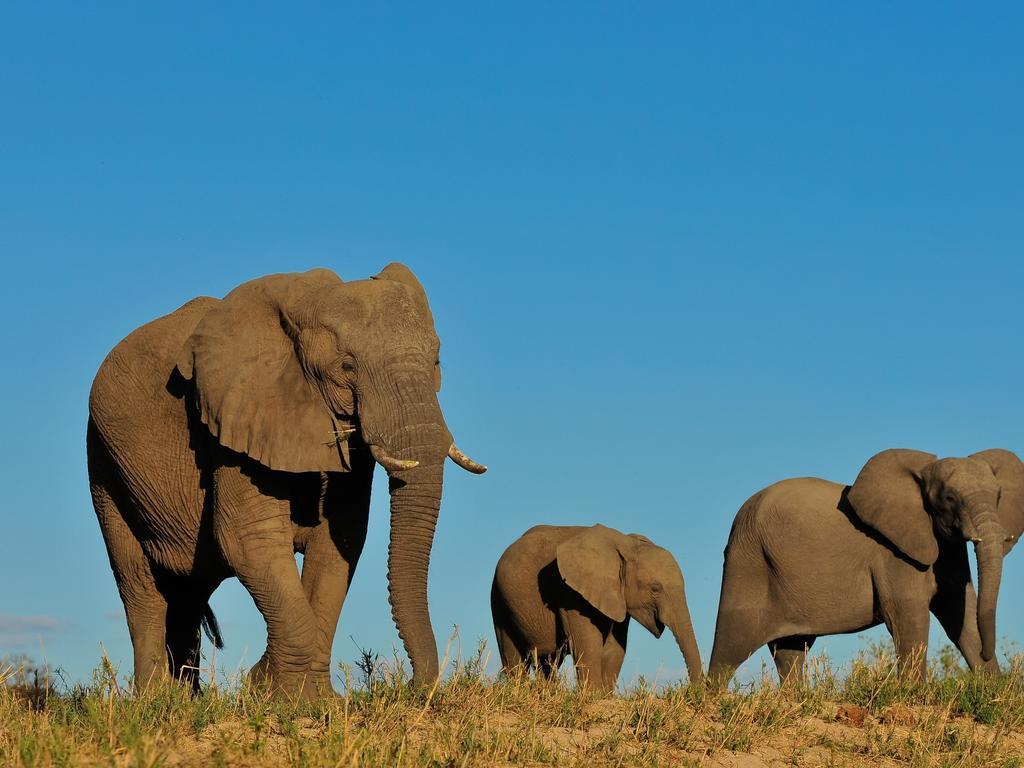 Inyati Game Lodge Reserva de caza Sabi Sand Exterior foto