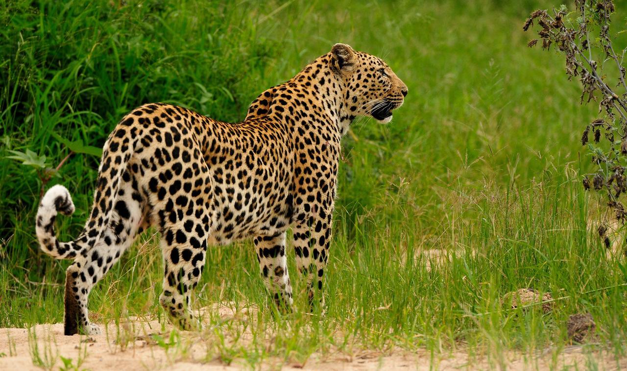 Inyati Game Lodge Reserva de caza Sabi Sand Exterior foto